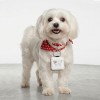 아트피아 PU 인조가죽 반려동물 이름표 인식표 네임택 강아지 고양이 목걸이 명찰 주문제작